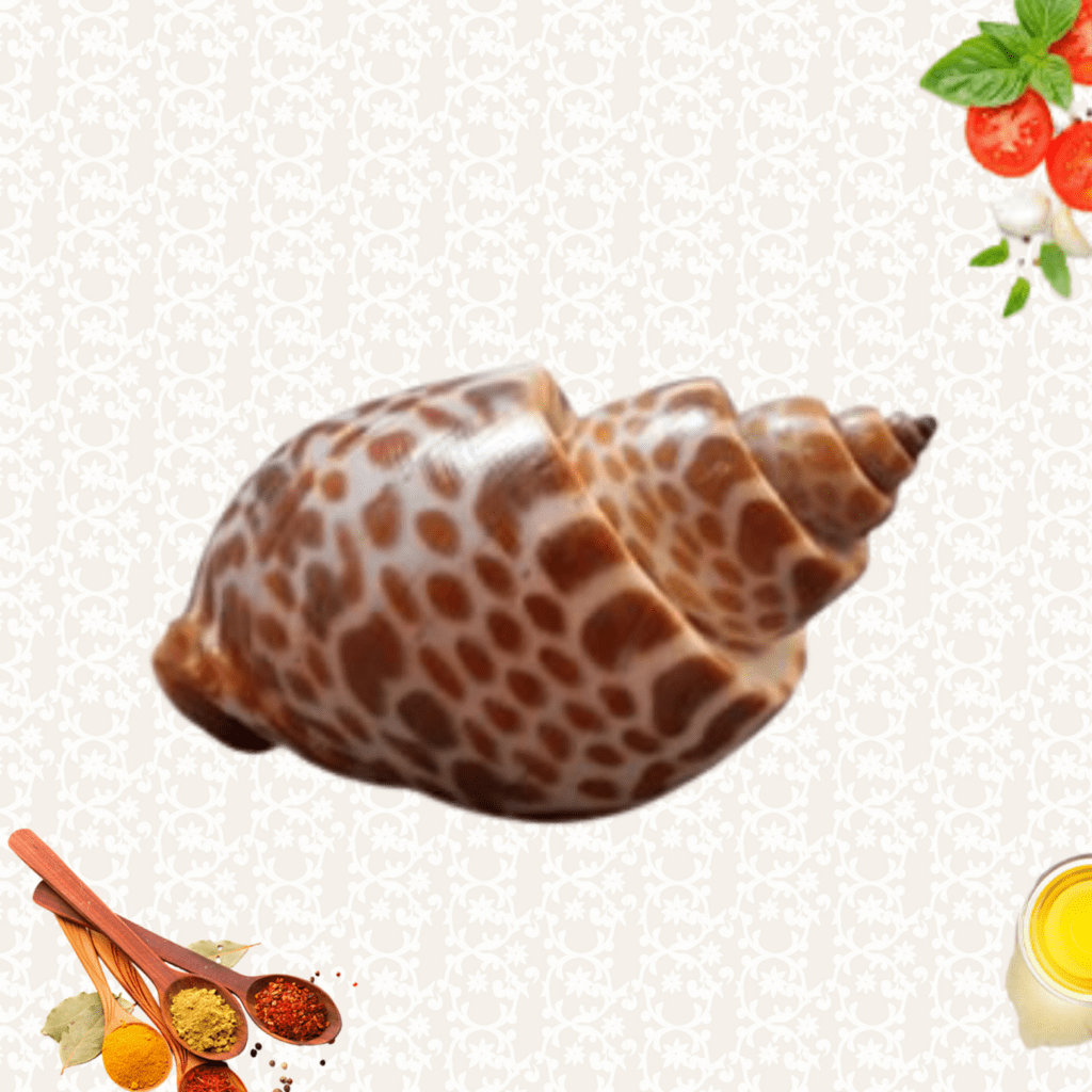 Fresh Top Shell Top Shell - Habib Seafood