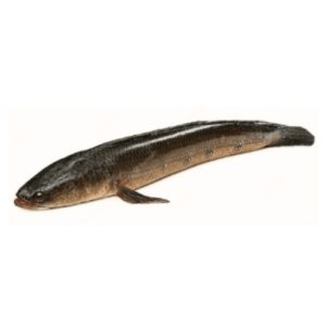 Sole Fish ( SneakHead )